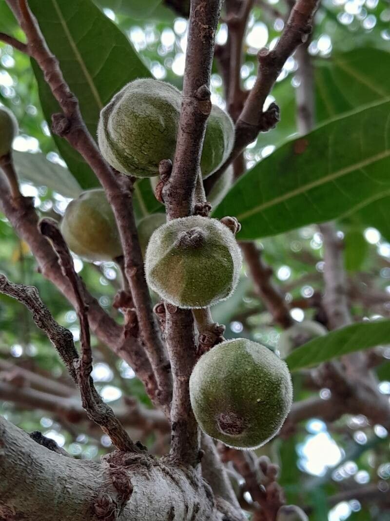 Ficus polyphlebia fruit