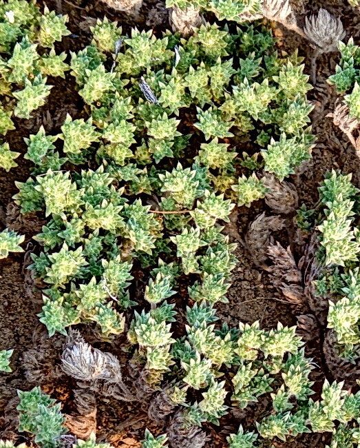 Tiquilia paronychioides — houseplant care guide