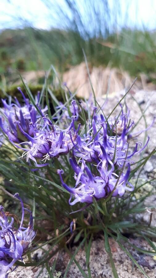 Phyteuma hedraianthifolium flower