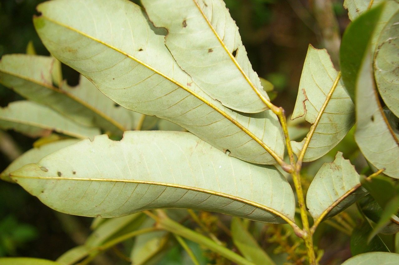 Zanthoxylum ekmanii leaf