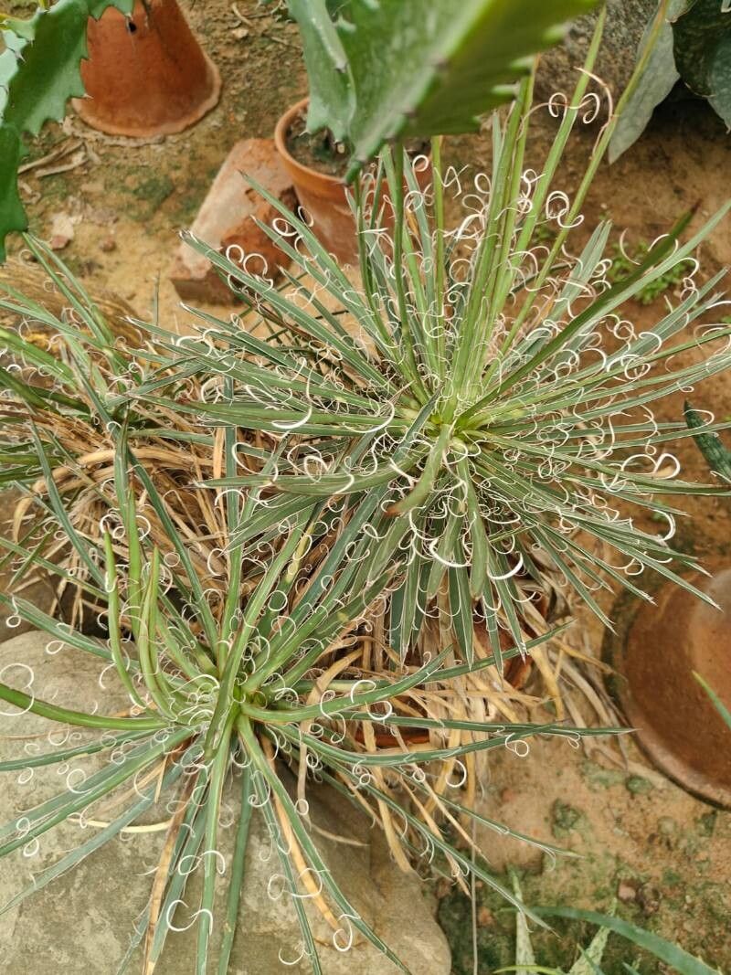 Agave × leopoldii — houseplant care guide