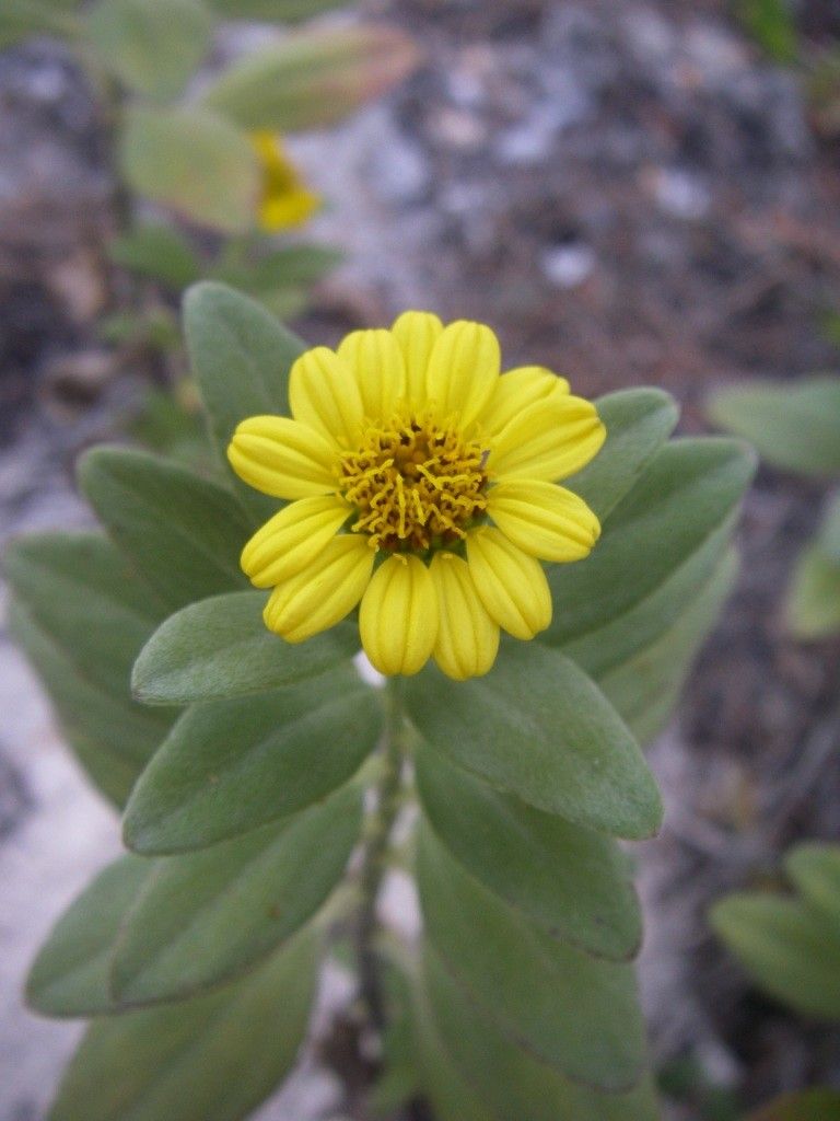 Wollastonia lifuana flower