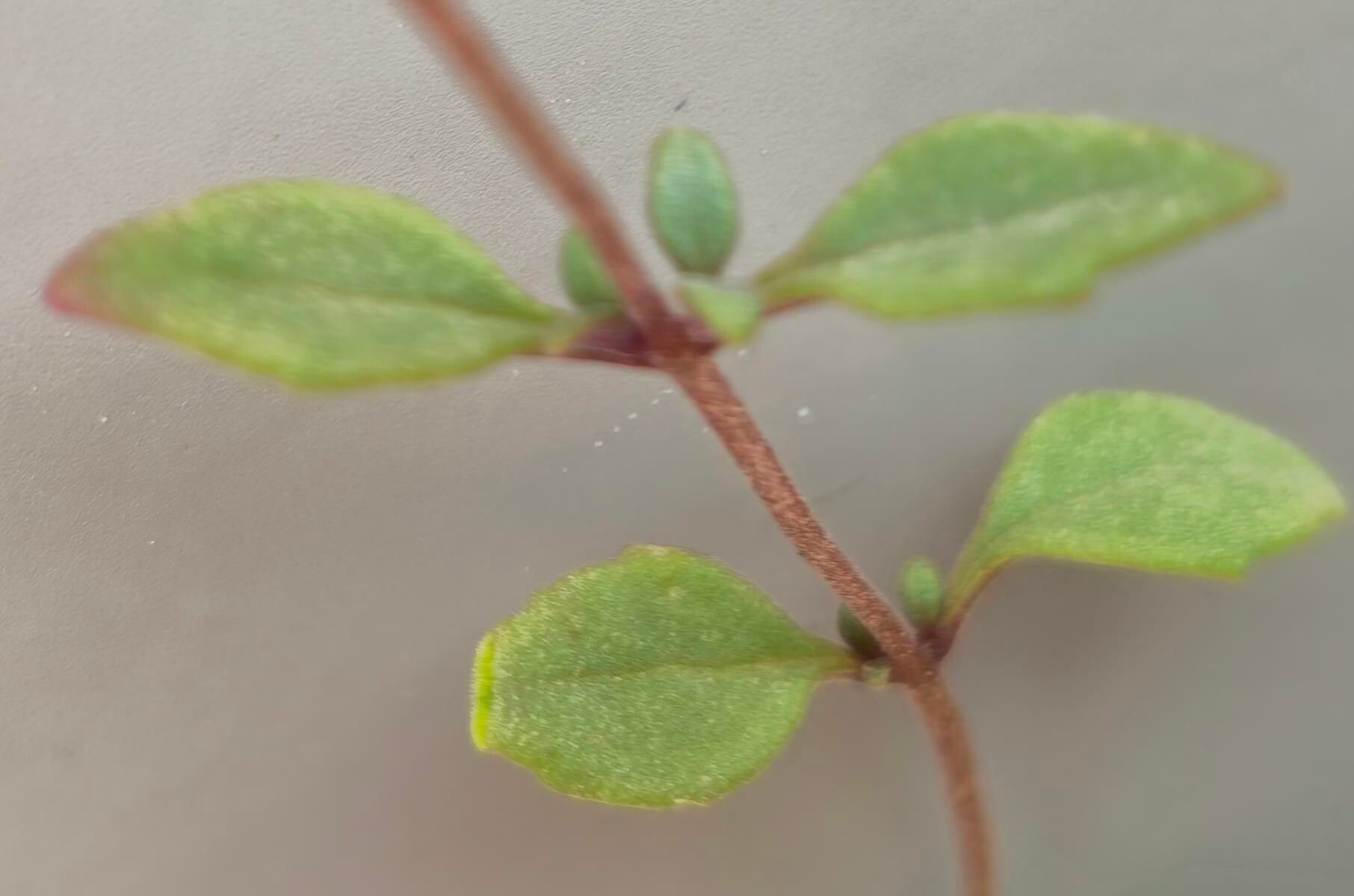 Aeollanthus saxatilis leaf