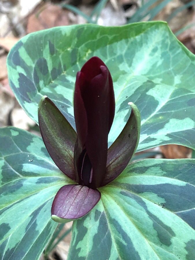 Trillium maculatum flower