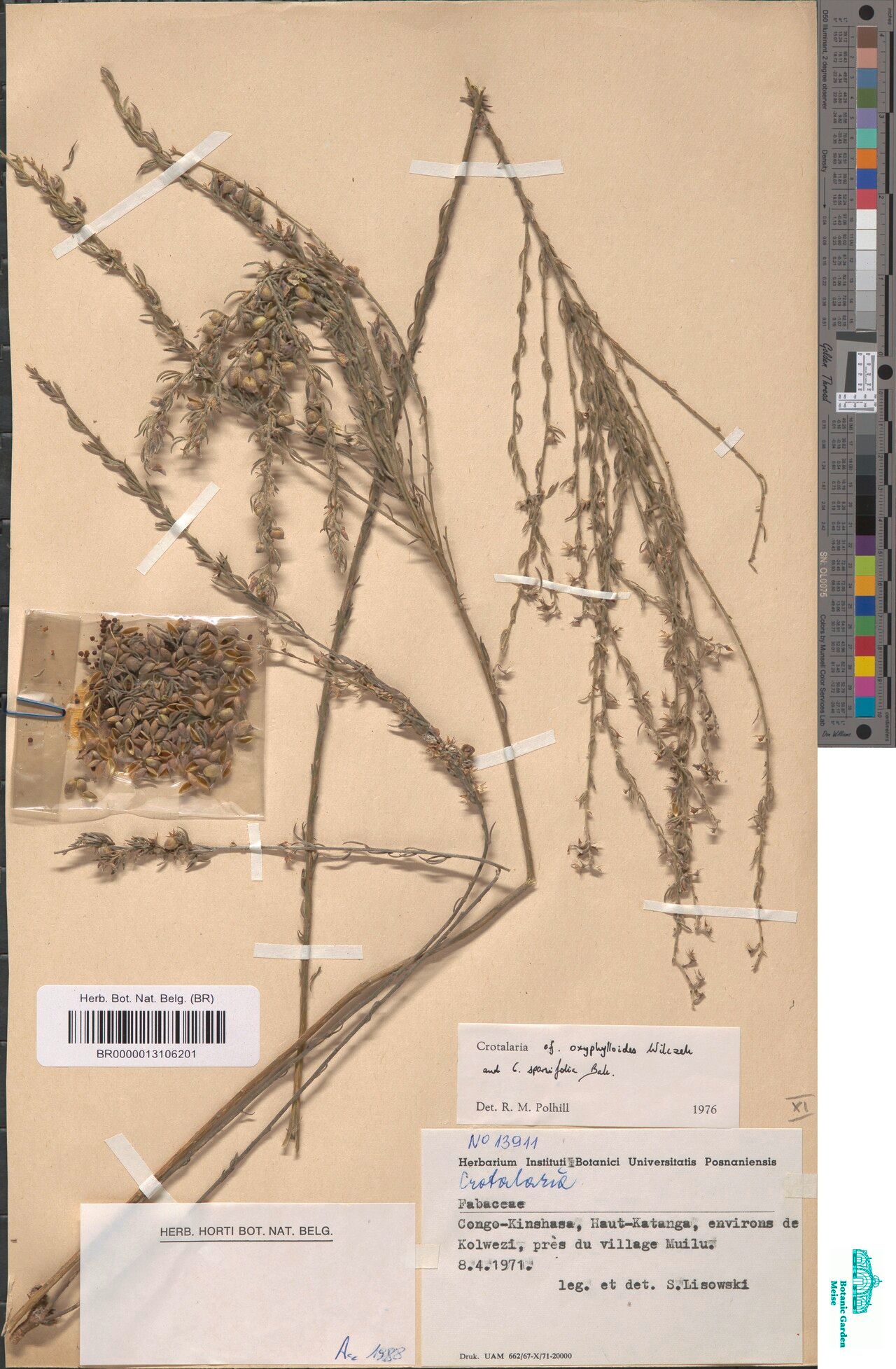 Crotalaria oxyphylloides — houseplant care guide