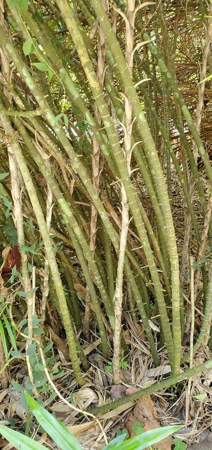 Freycinetia cumingiana bark
