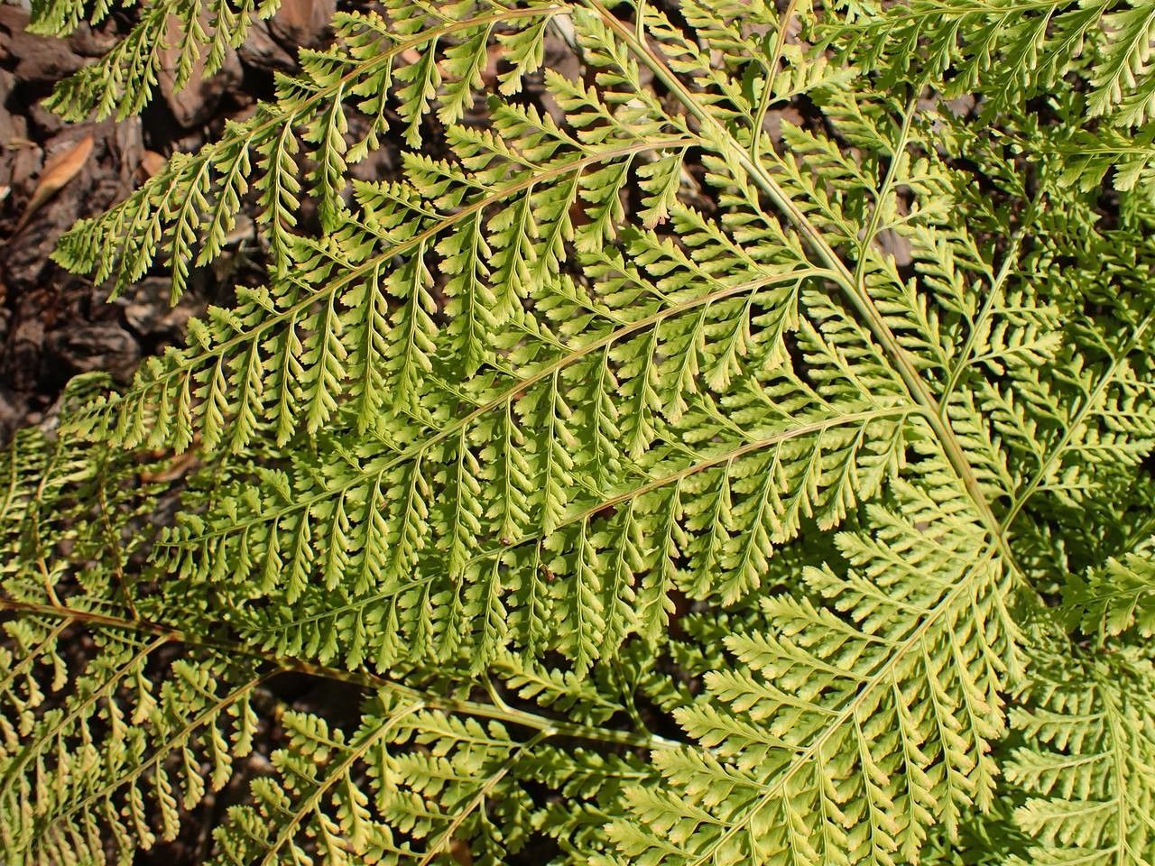 Arachniodes standishii habit