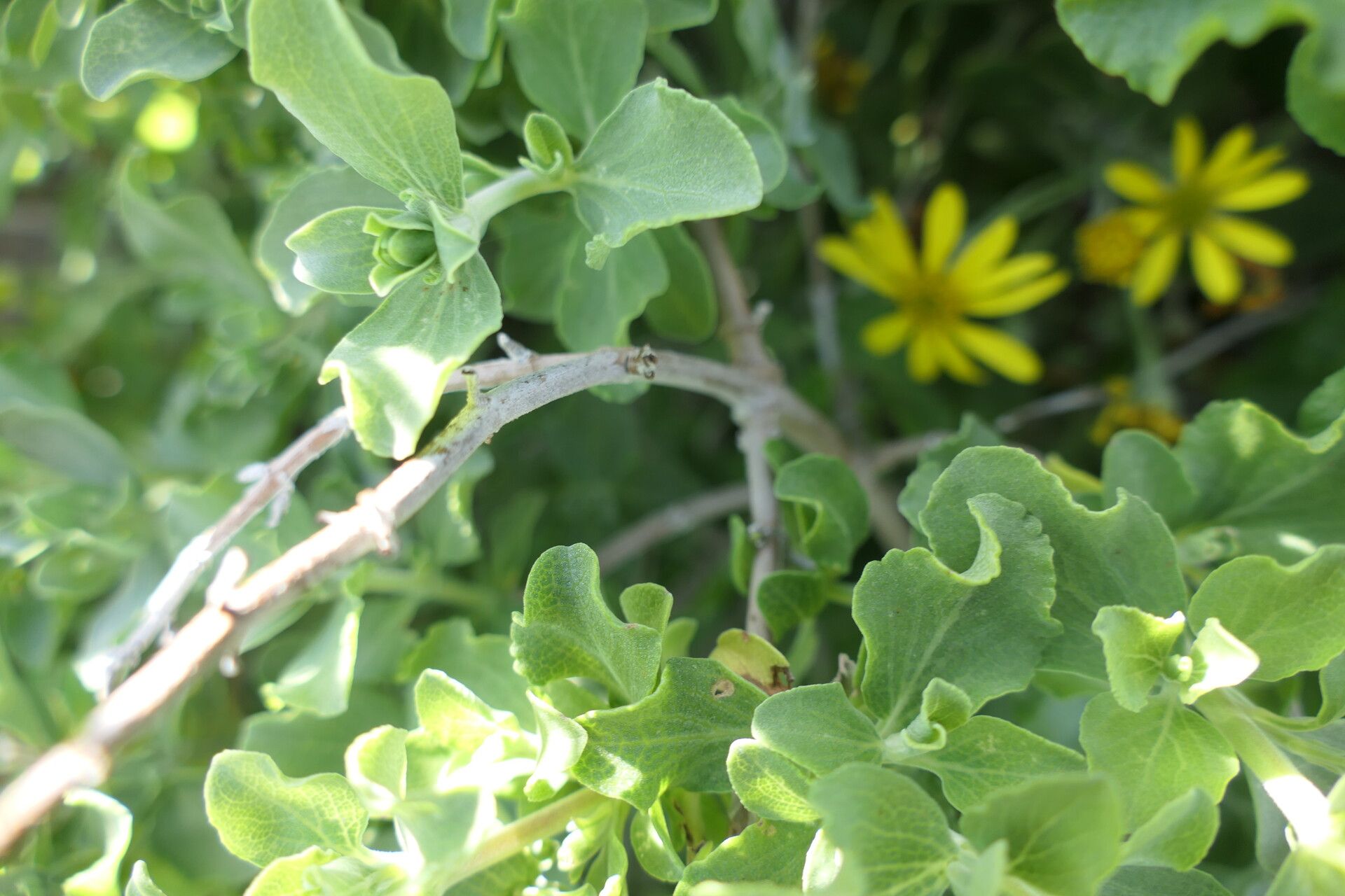 Salvia africana-lutea leaf