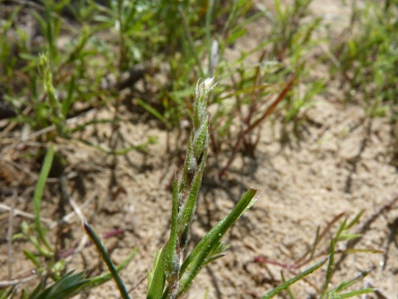 Corispermum declinatum flower