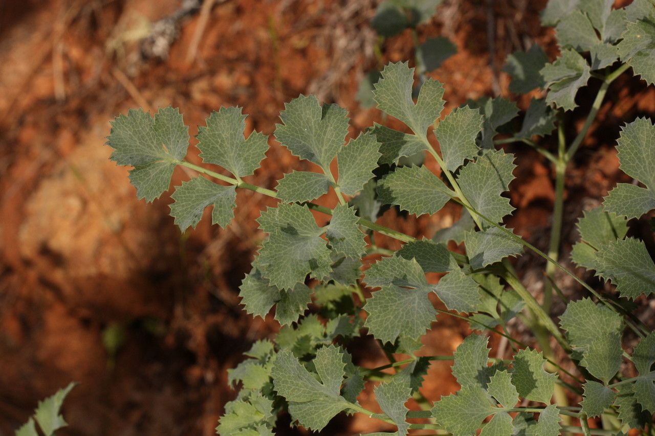 Lomatium howellii — houseplant care guide