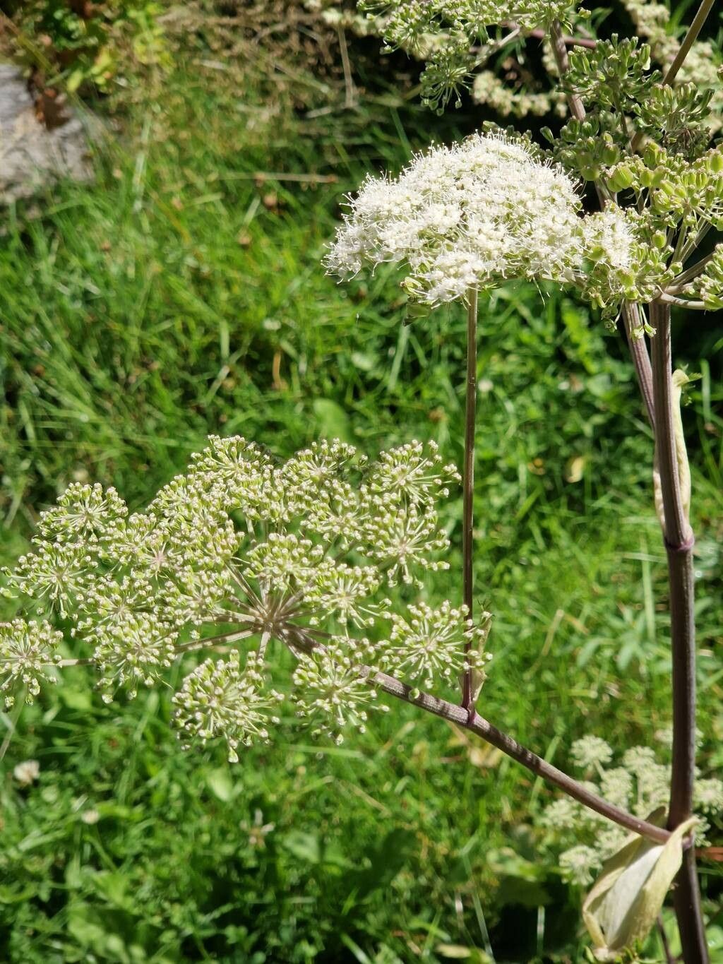 Laser archangelica habit