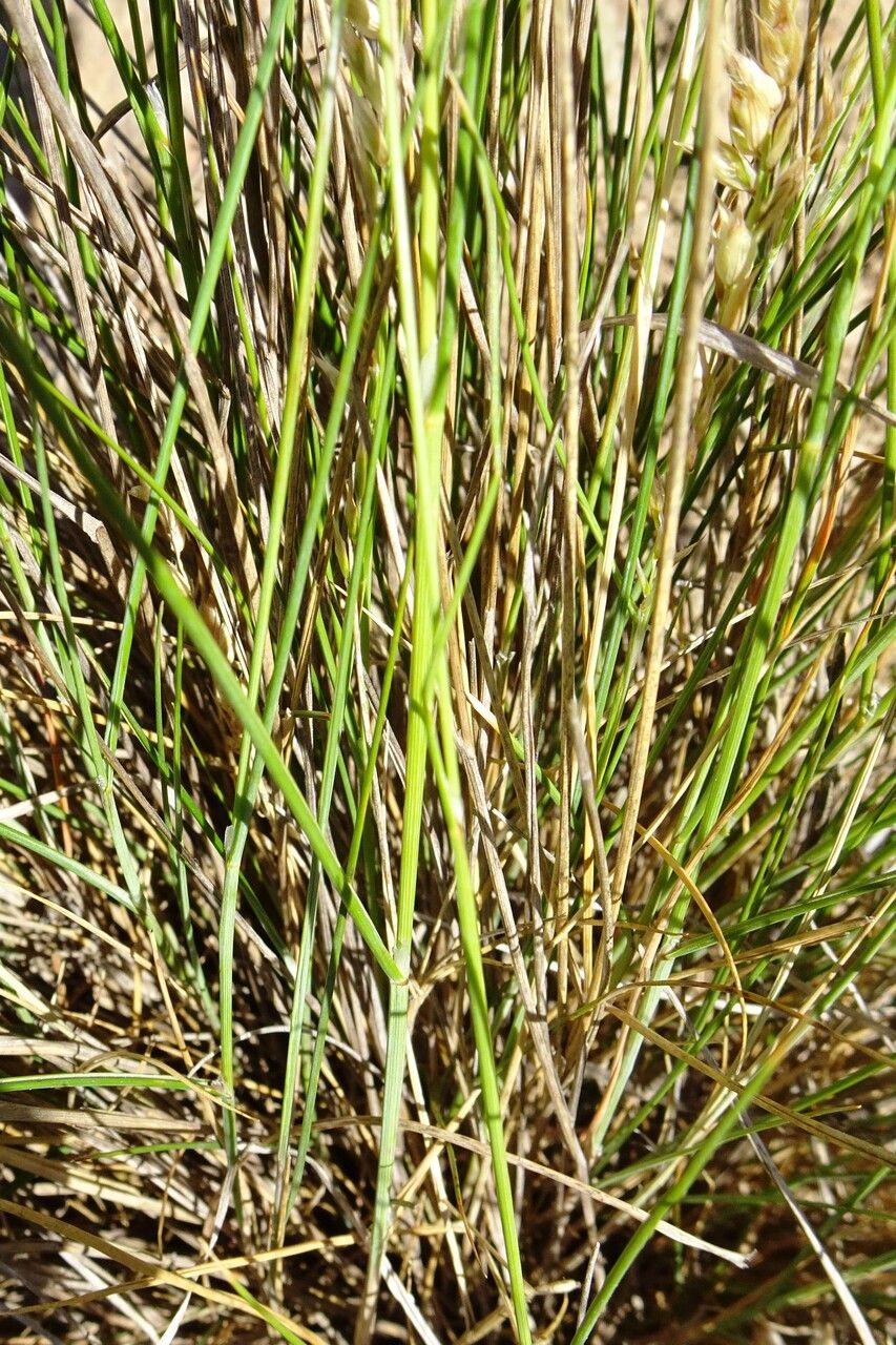 Melica amethystina — related species from the same genus
