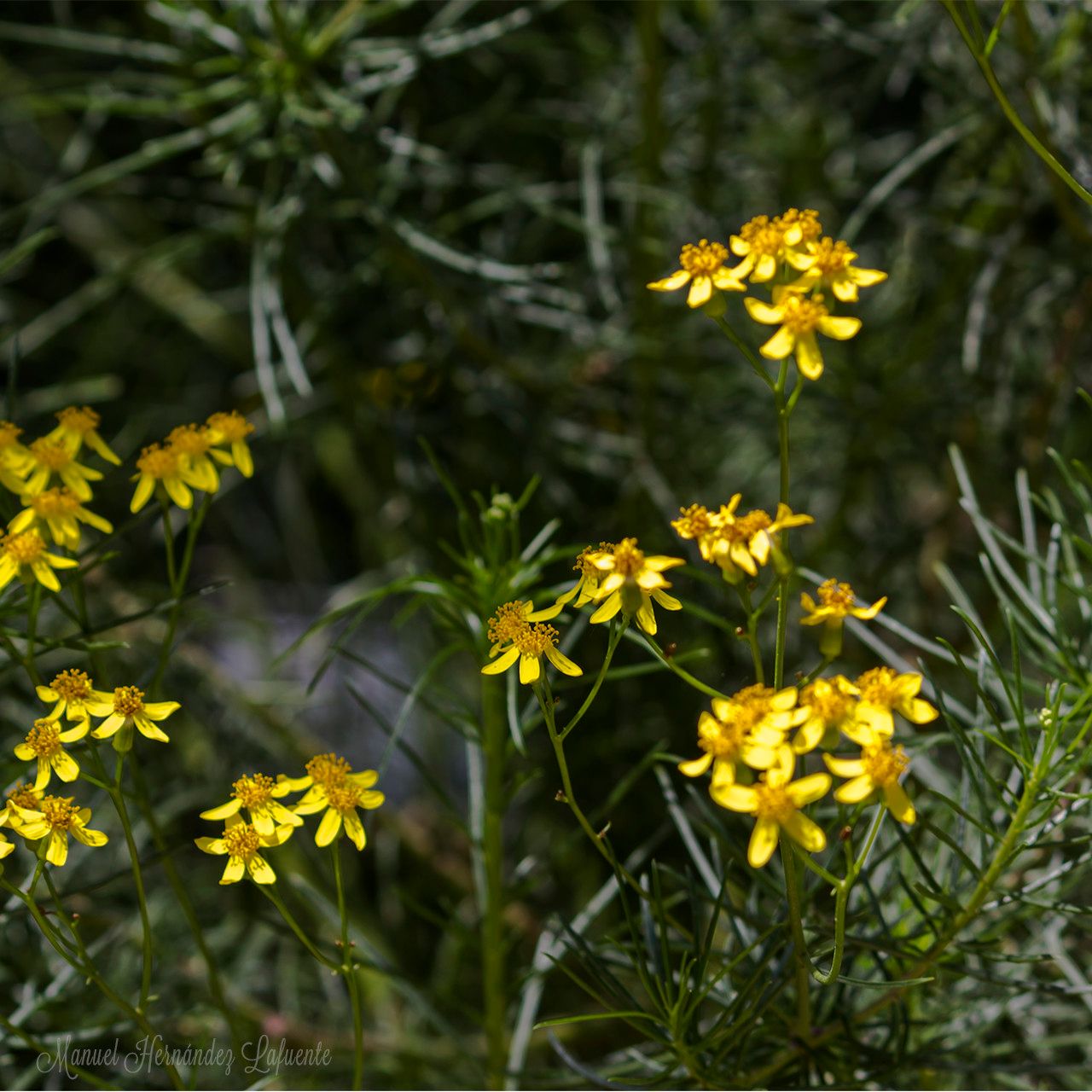 Senecio linearifolius habit