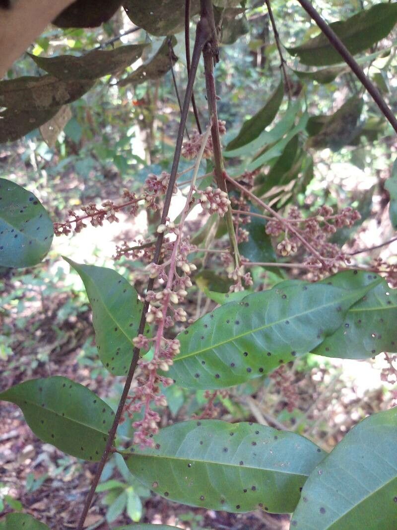 Talisia guianensis flower