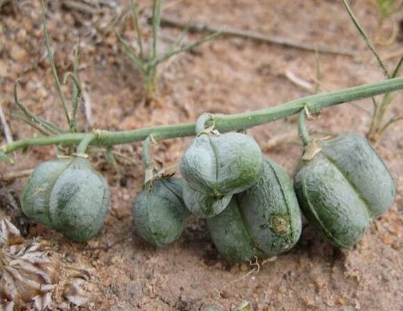Dipcadi crispum fruit