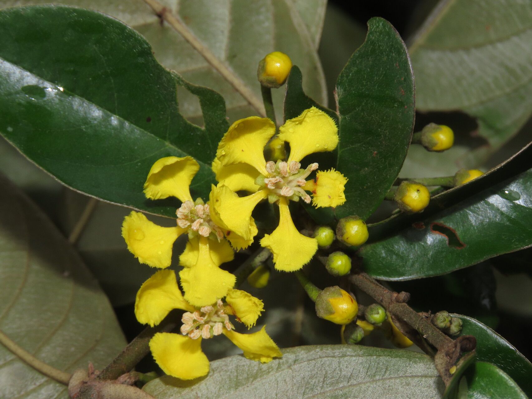 Heteropterys macrostachya flower