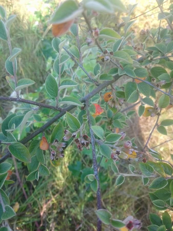 Cotoneaster pannosus flower