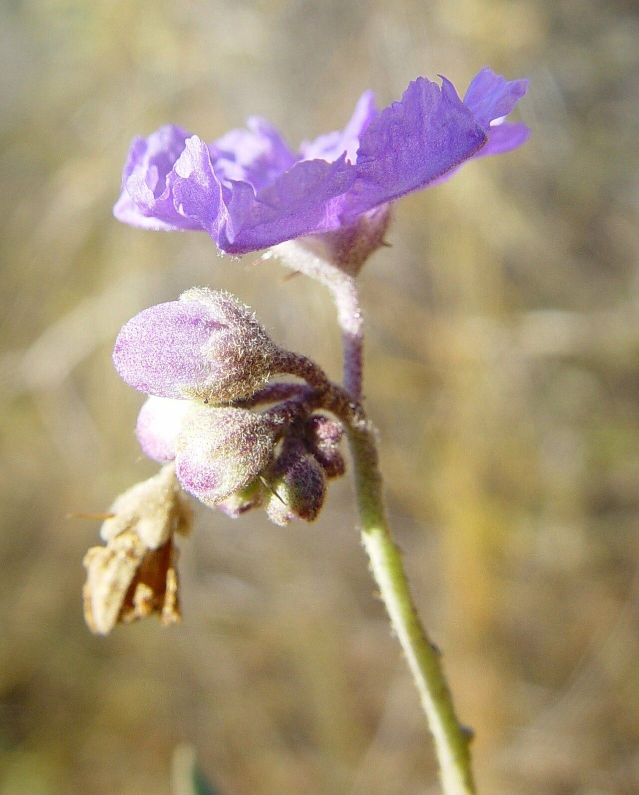 Solanum cunninghamii flower