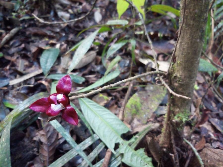 Duguetia cadaverica flower