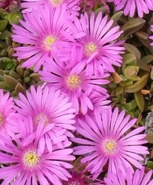 Delosperma obtusum — houseplant care guide