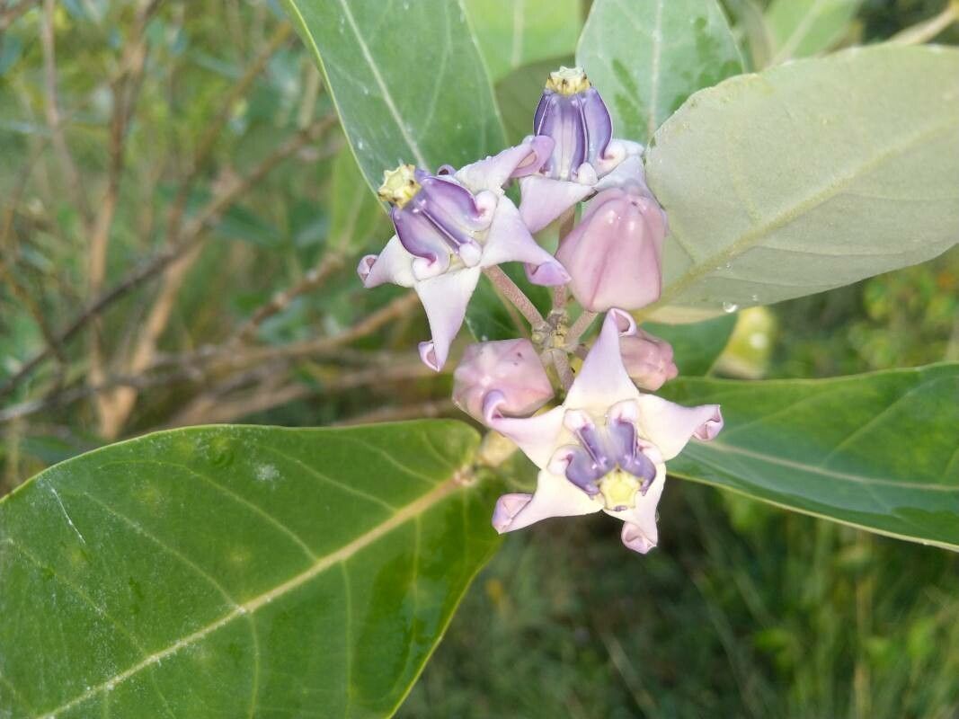 Calotropis gigantea flower