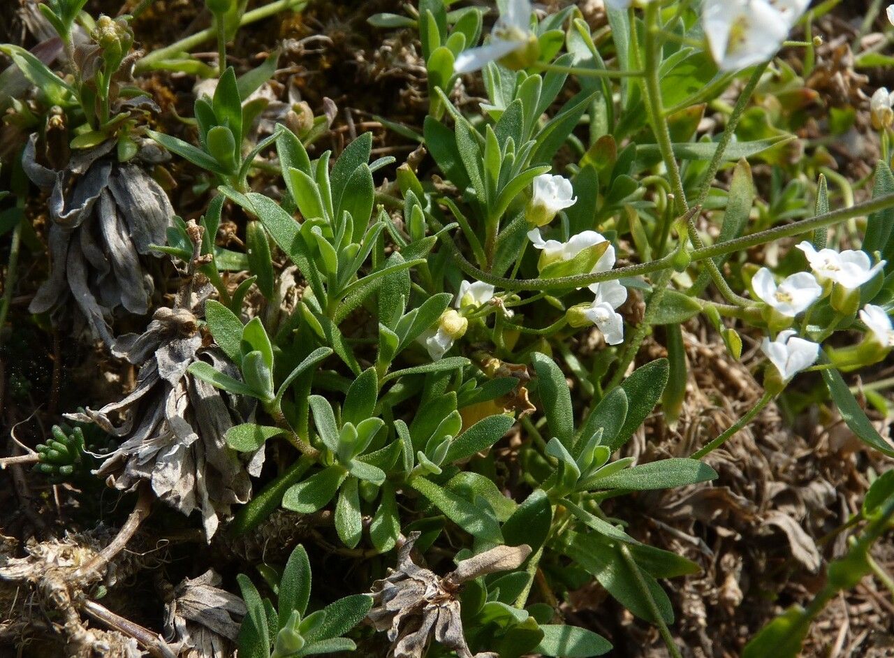 Draba hyperborea leaf