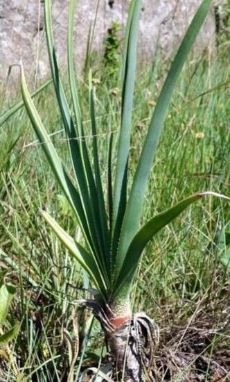 Aloe craibii — houseplant care guide