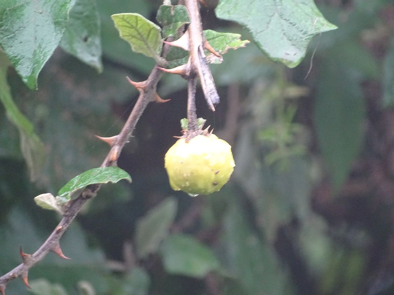 Solanum linnaeanum fruit
