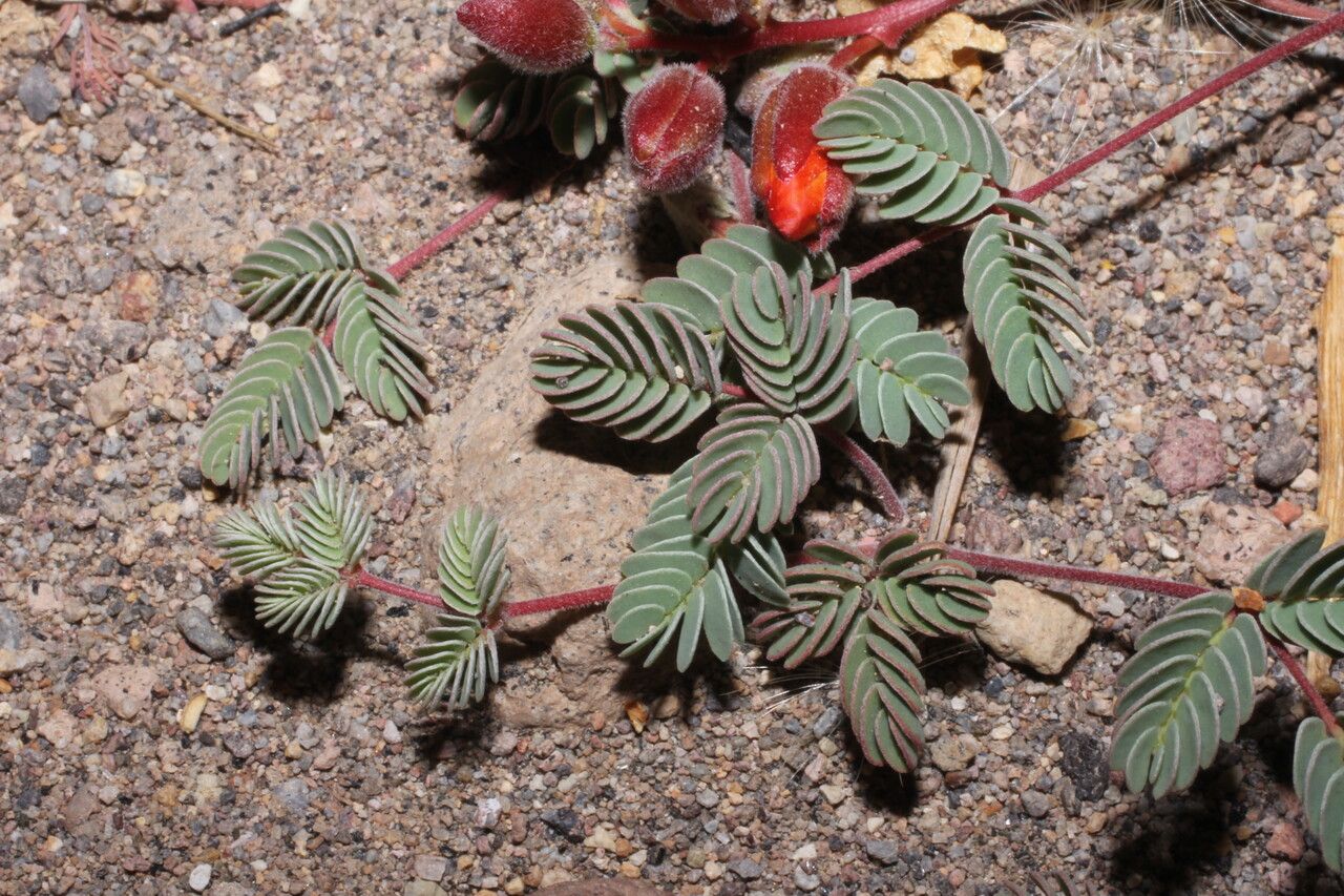 Hoffmannseggia minor — related species from the same genus