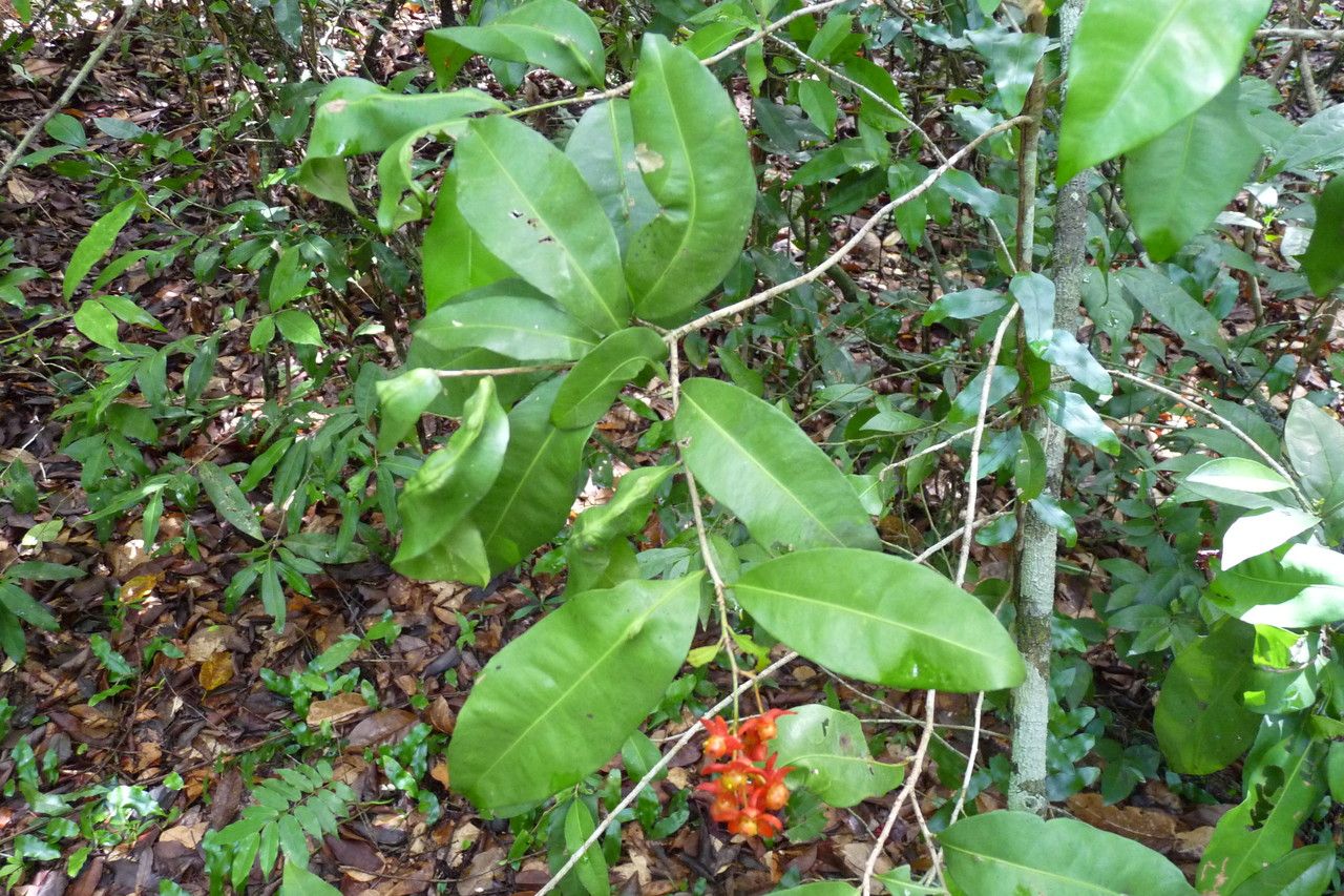 Ochna multiflora other