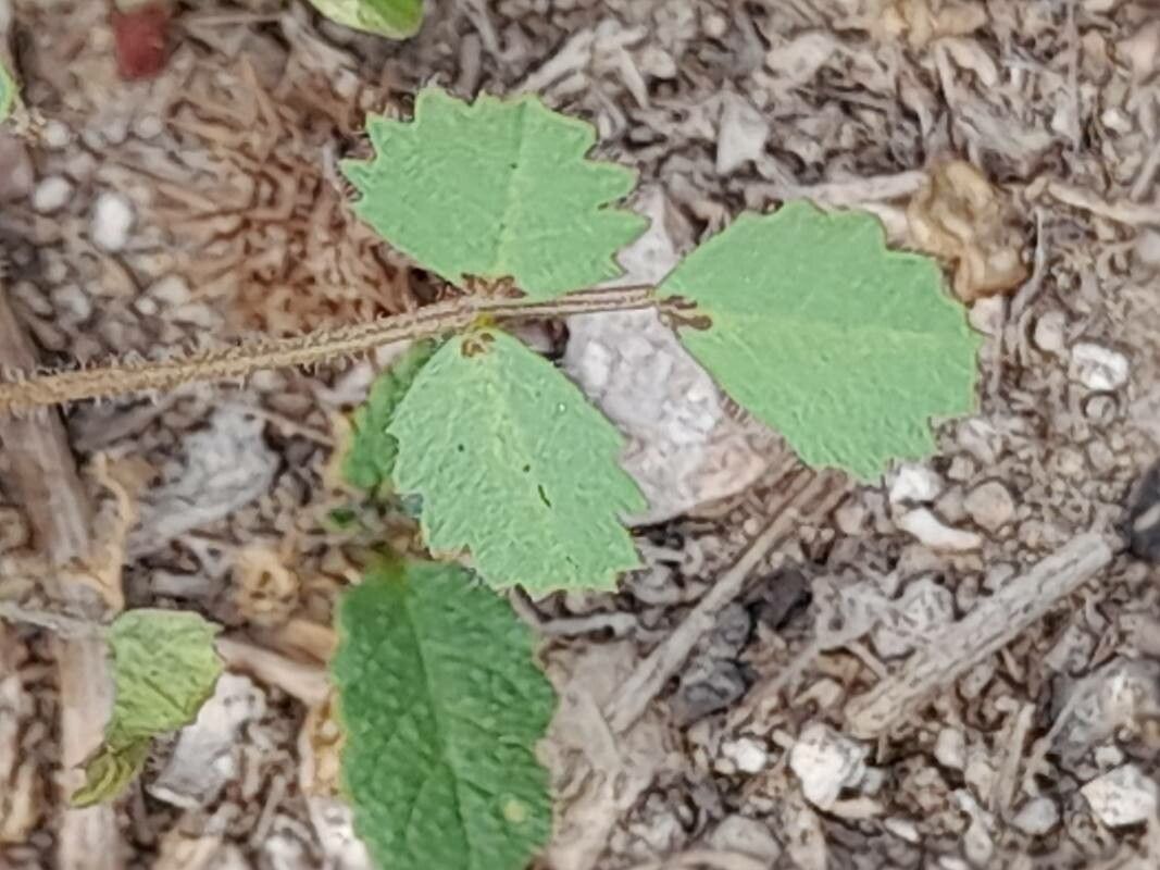 Medicago laciniata leaf