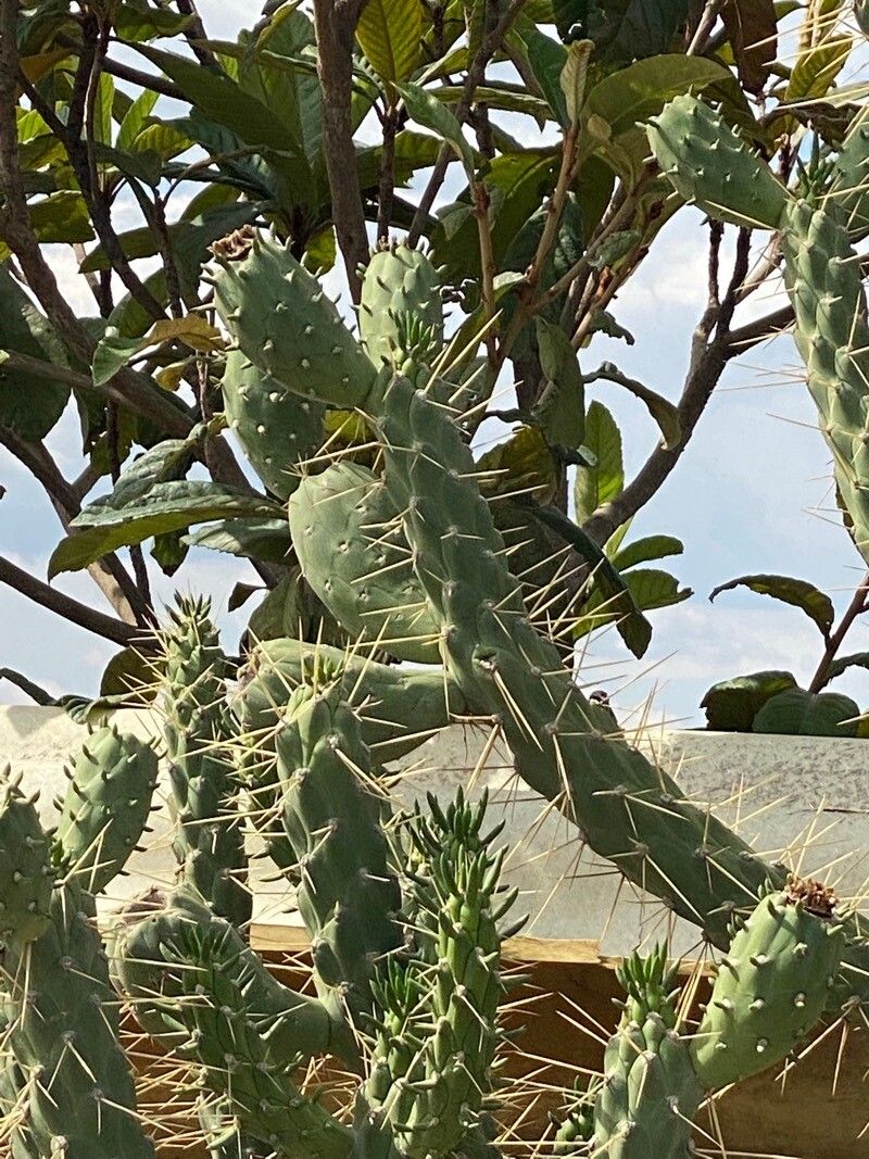 Opuntia cylindrica fruit