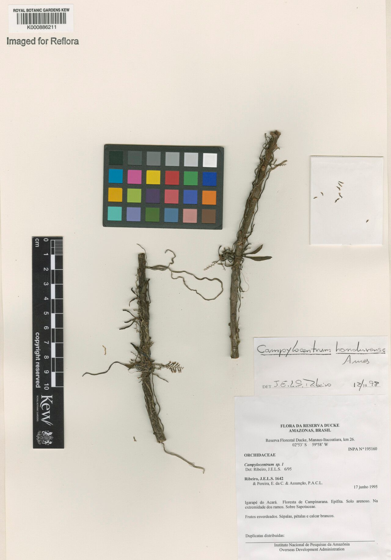 Campylocentrum hondurense — related species from the same genus