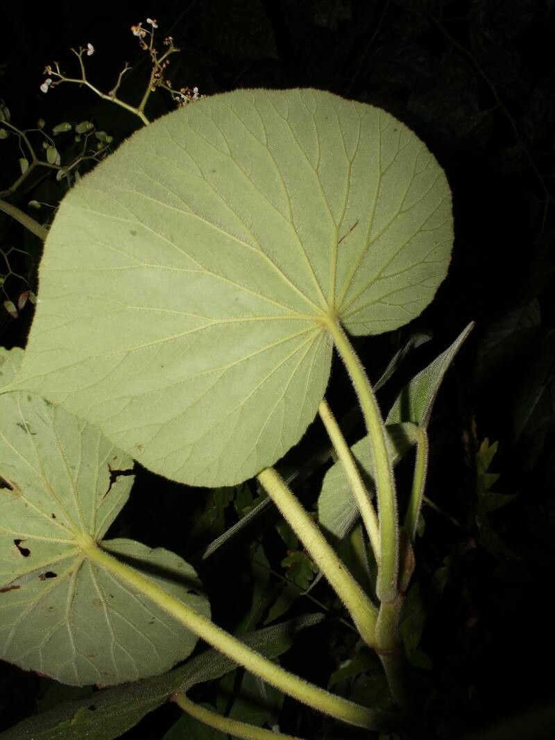 Begonia corredorana — houseplant care guide