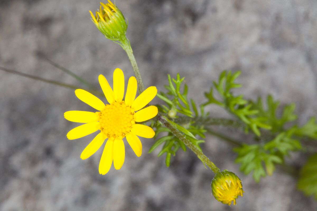 Jacobaea delphiniifolia flower