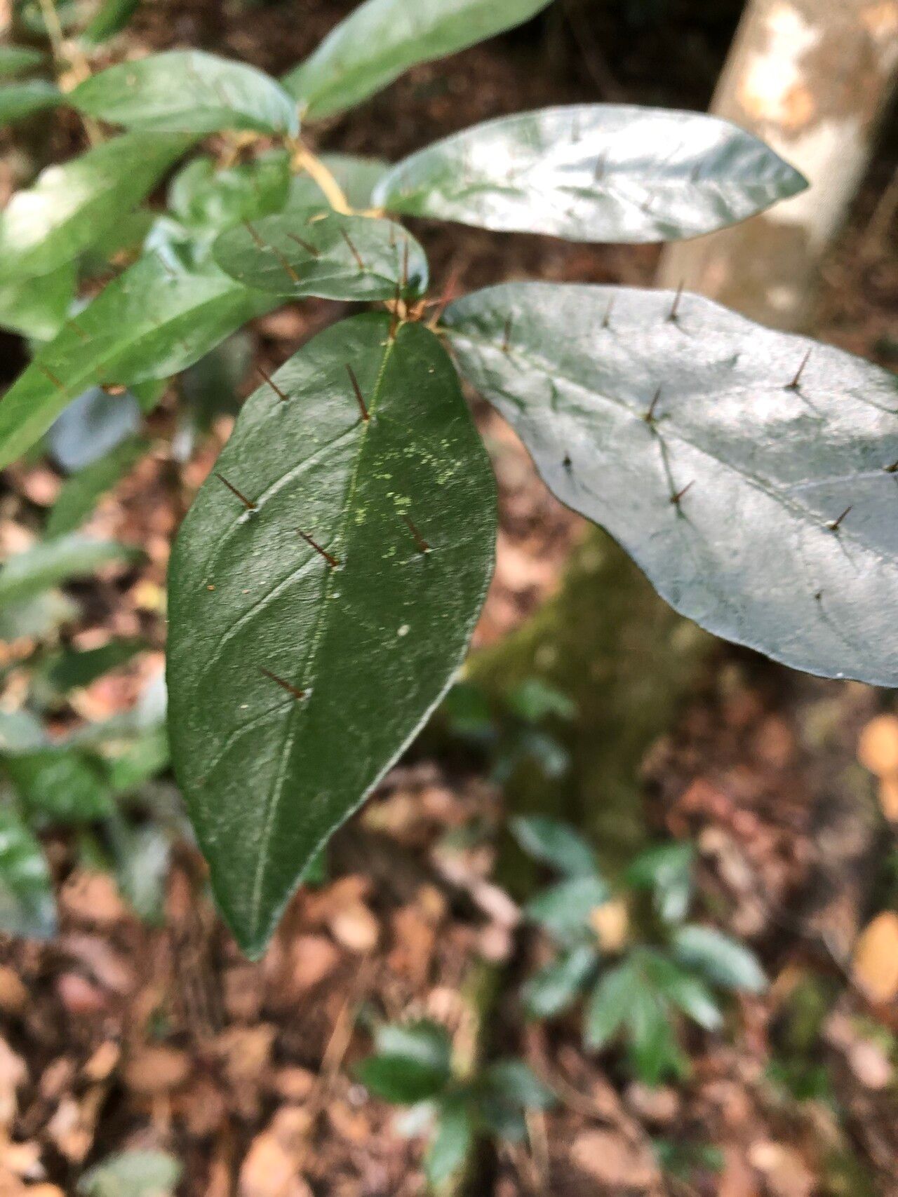 Solanum corifolium leaf