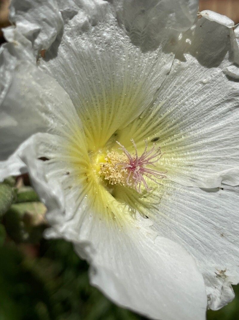 Mentzelia involucrata — houseplant care guide