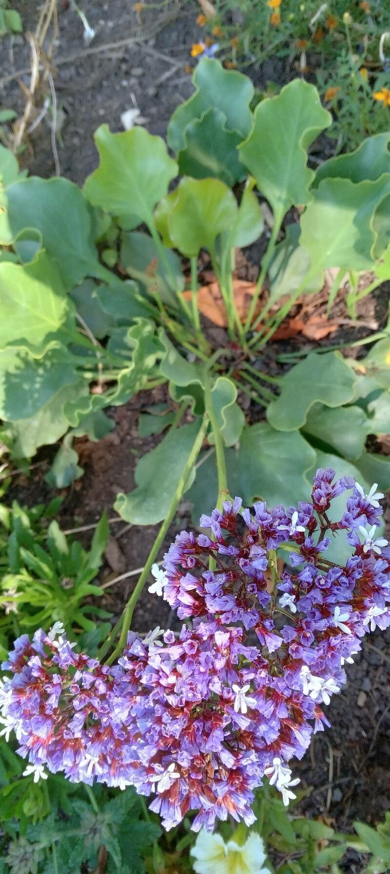 Limonium perezii habit