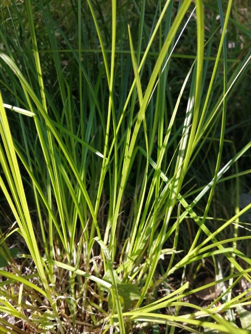 Carex vulpinoidea — search result for 'Carex'