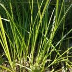 Carex vulpinoidea