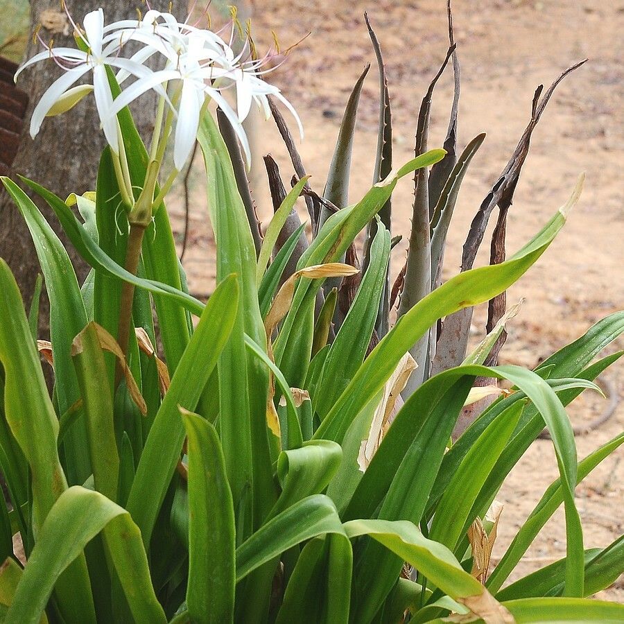 Crinum americanum leaf