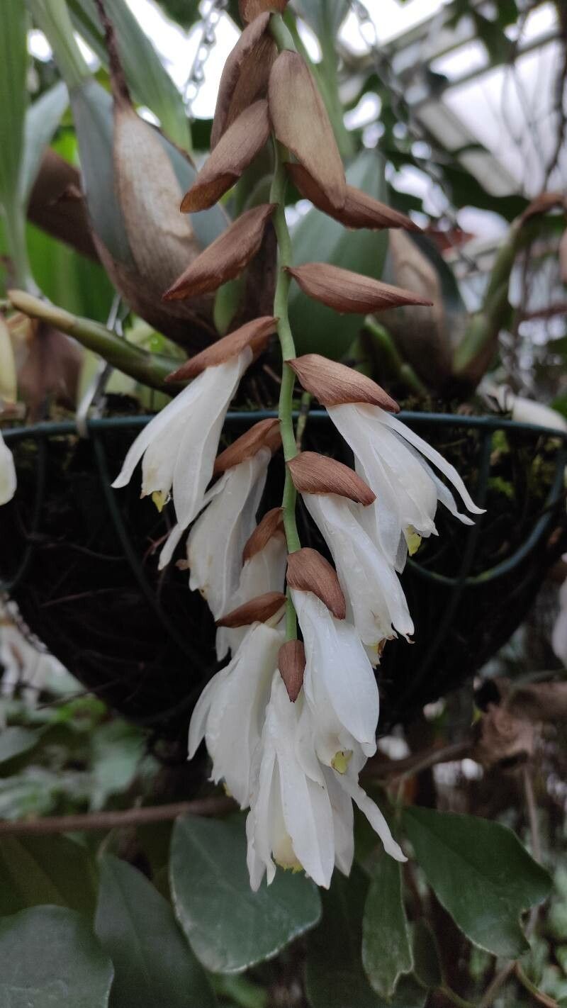 Coelogyne gardneriana flower