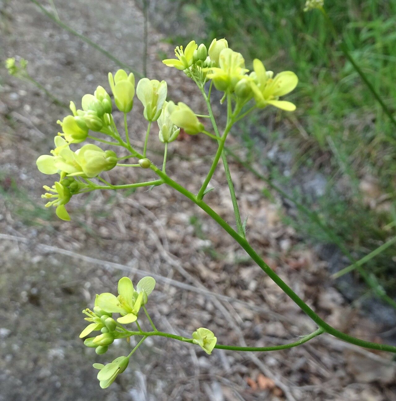 Biscutella incana flower