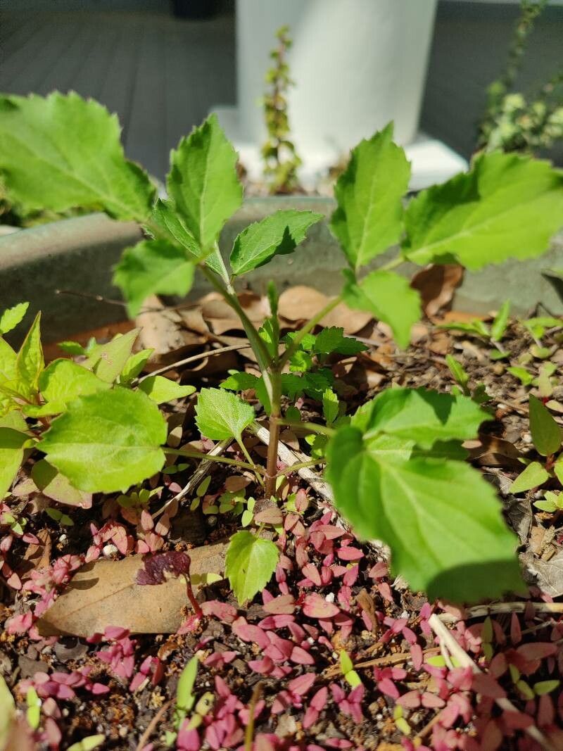 Phryma leptostachya habit