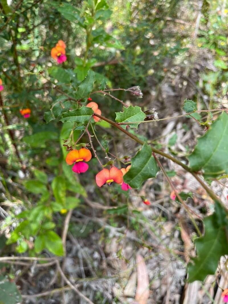 Chorizema ilicifolium flower