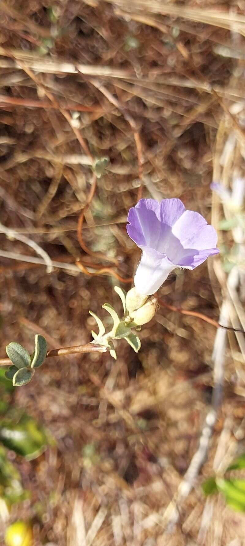 Bonamia spectabilis flower