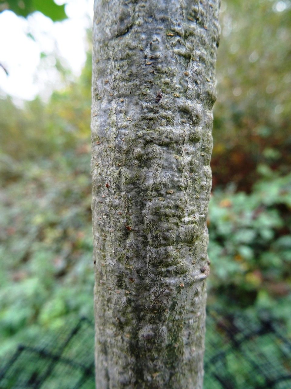 Quercus gravesii bark
