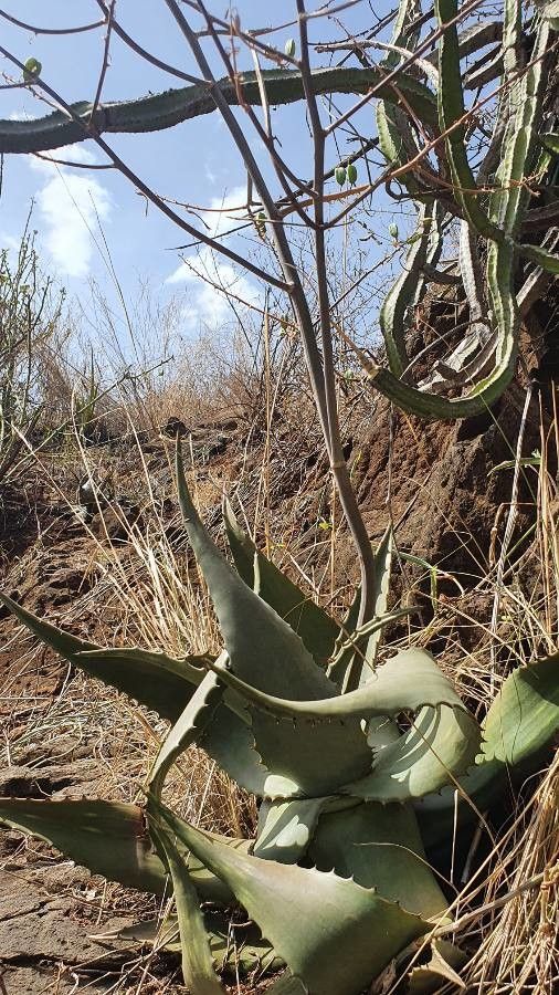 Aloe secundiflora habit