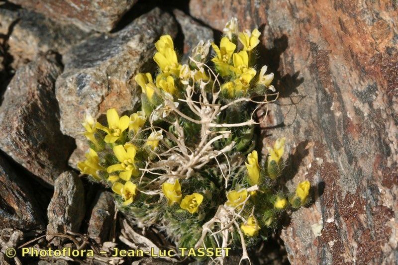 Draba hispanica habit