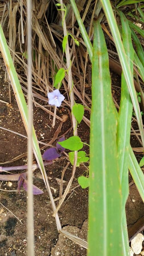 Jacquemontia mexicana — houseplant care guide